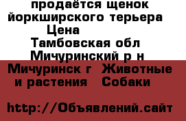 продаётся щенок йоркширского терьера › Цена ­ 10 000 - Тамбовская обл., Мичуринский р-н, Мичуринск г. Животные и растения » Собаки   